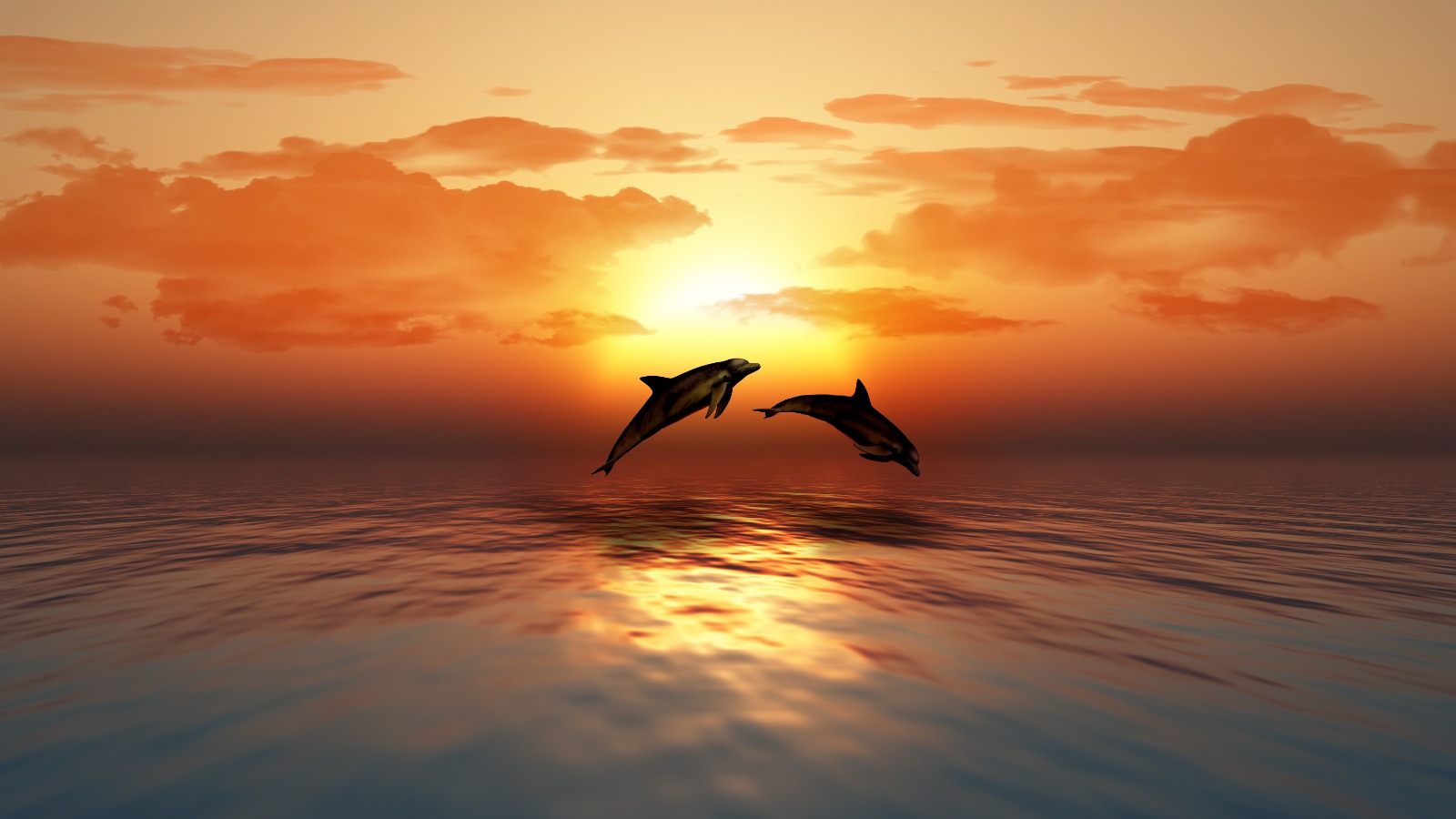 Dolphin Trip